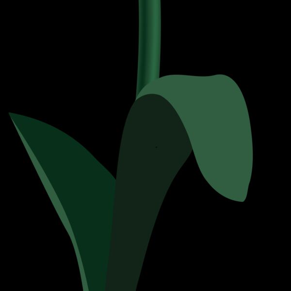 rozine tulpe Thumbnail