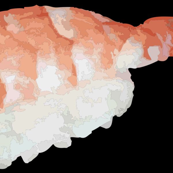 johnny automatic ebi nigiri sushi Thumbnail