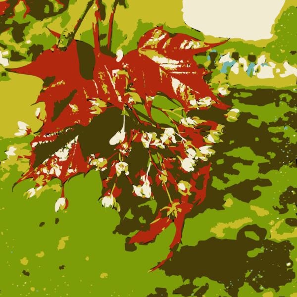 Original Aiflowers 221 Thumbnail