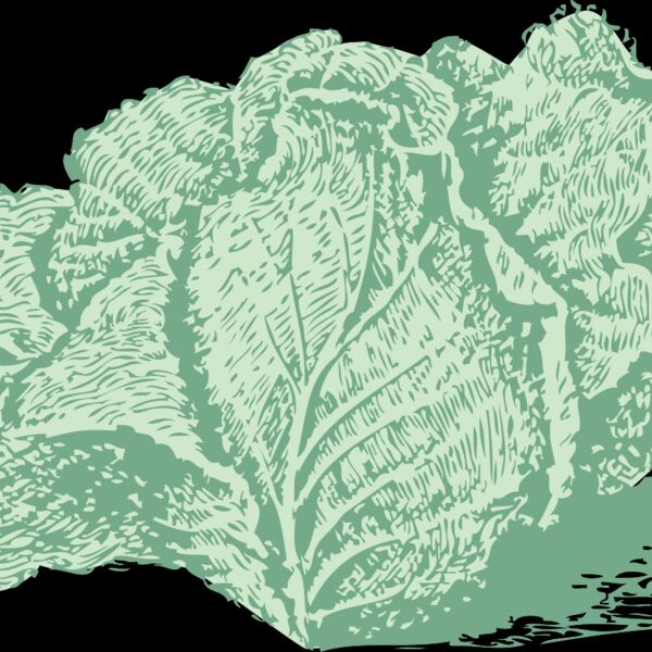 johnny automatic Jersey cabbage Thumbnail