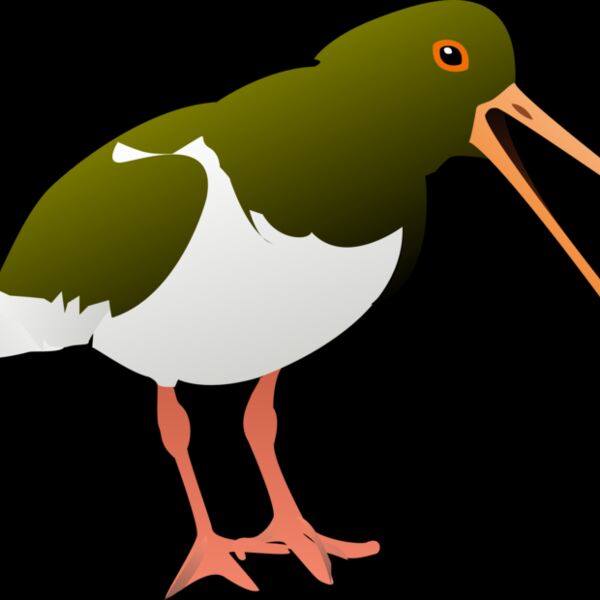 johnny automatic oyster catcher Thumbnail